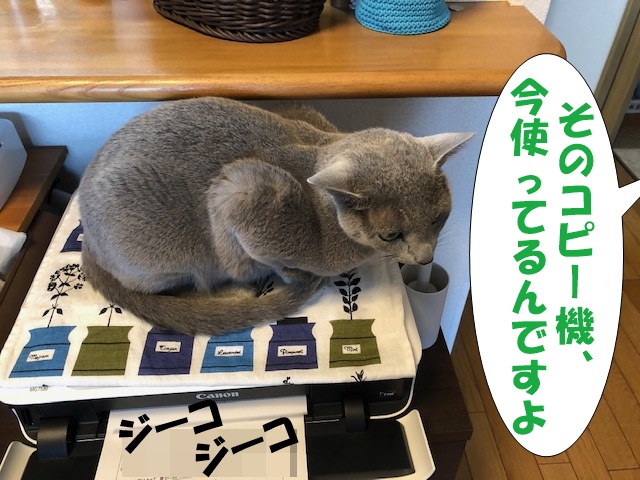 f:id:LoveRussianBlue:20200523172359j:plain