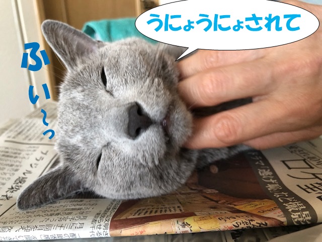 f:id:LoveRussianBlue:20200606162013j:plain