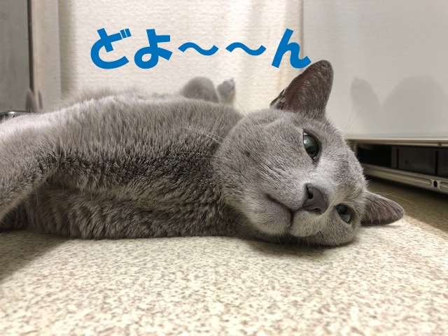 f:id:LoveRussianBlue:20200818214618j:plain
