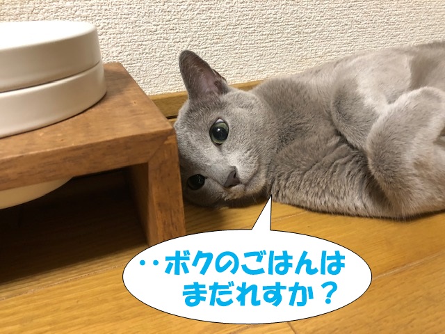 f:id:LoveRussianBlue:20200818214824j:plain