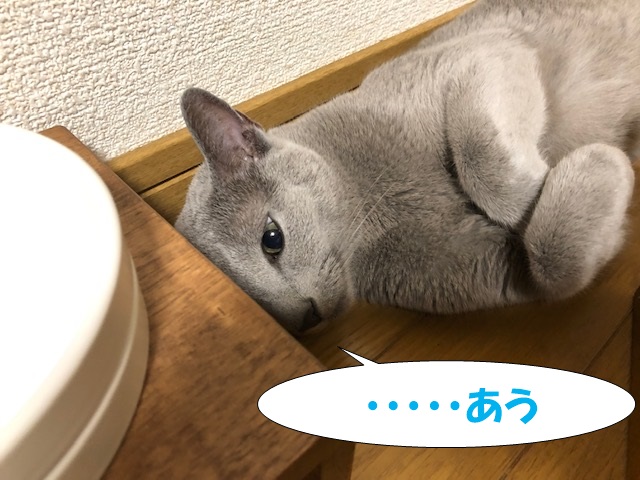 f:id:LoveRussianBlue:20200818214914j:plain