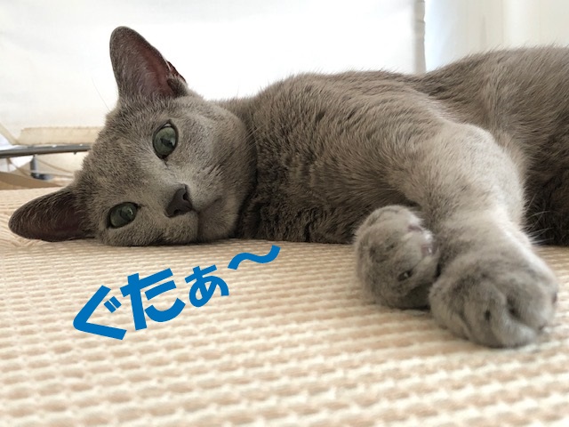 f:id:LoveRussianBlue:20200818215108j:plain
