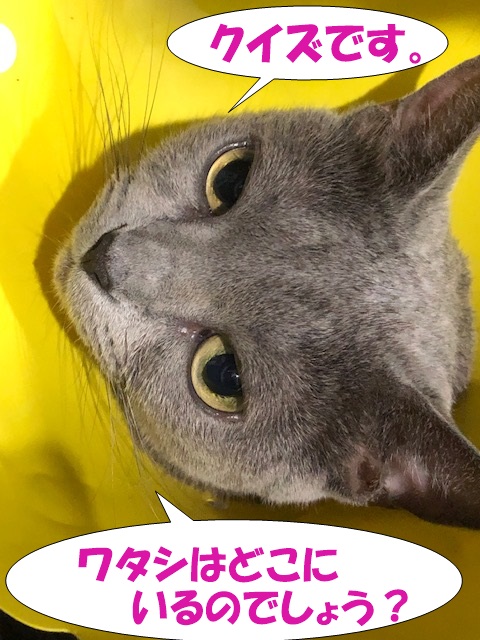 f:id:LoveRussianBlue:20200818221908j:plain