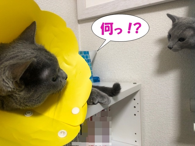 f:id:LoveRussianBlue:20200830222633j:plain
