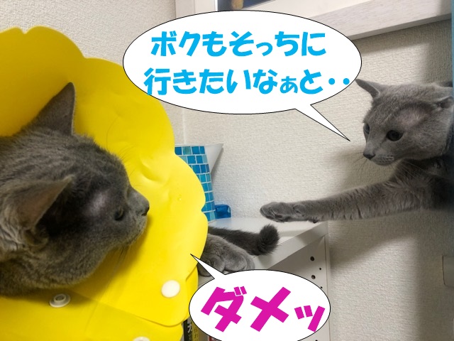 f:id:LoveRussianBlue:20200830222647j:plain