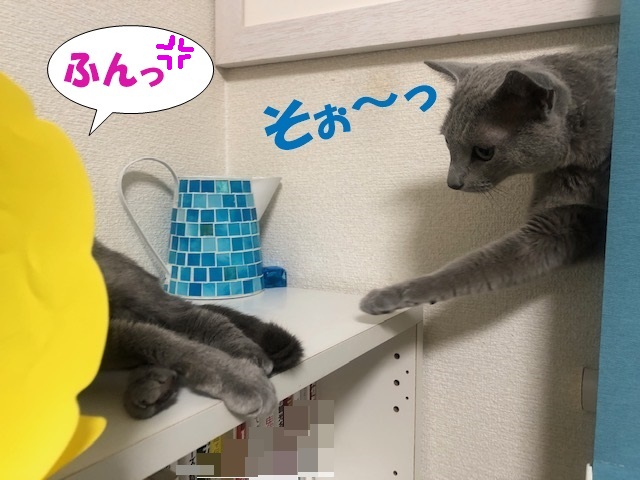 f:id:LoveRussianBlue:20200830222817j:plain