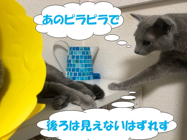 f:id:LoveRussianBlue:20200830222838j:plain