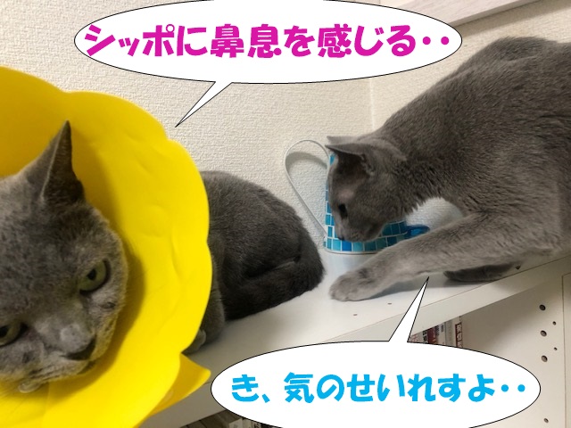f:id:LoveRussianBlue:20200830222941j:plain