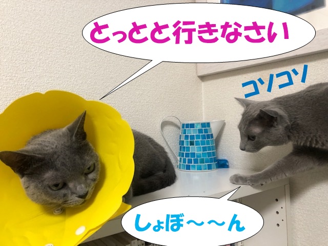 f:id:LoveRussianBlue:20200830223036j:plain