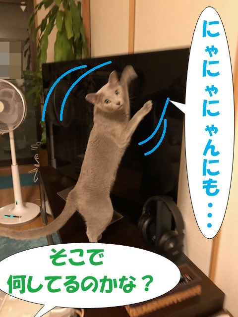 f:id:LoveRussianBlue:20200830224852j:plain