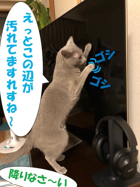 f:id:LoveRussianBlue:20200830224910j:plain
