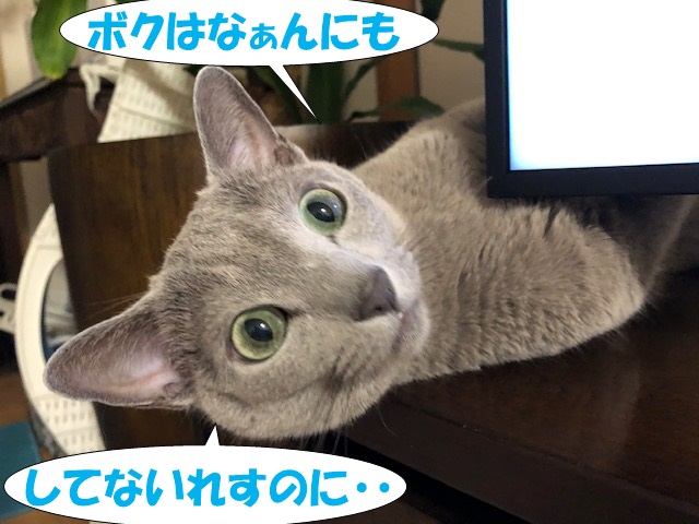 f:id:LoveRussianBlue:20200830230814j:plain