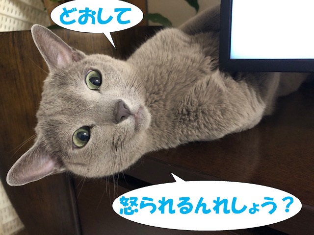 f:id:LoveRussianBlue:20200830230828j:plain