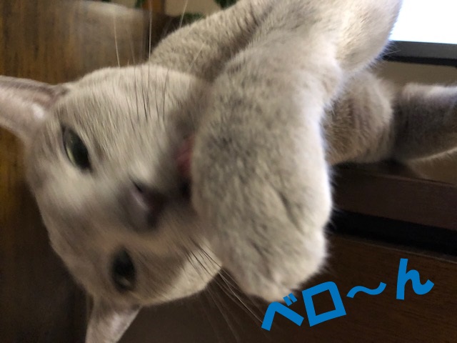 f:id:LoveRussianBlue:20200830230924j:plain