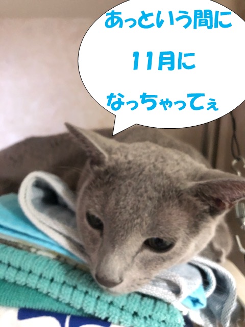 f:id:LoveRussianBlue:20201018225836j:plain
