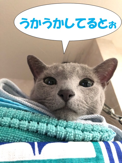 f:id:LoveRussianBlue:20201018230712j:plain