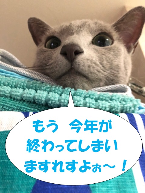 f:id:LoveRussianBlue:20201018231021j:plain