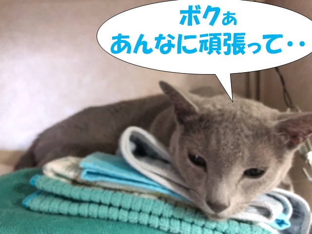 f:id:LoveRussianBlue:20201018231444j:plain