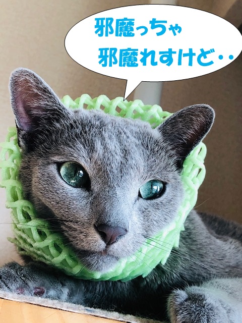 f:id:LoveRussianBlue:20201018232308j:plain