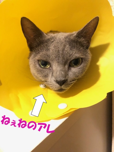 f:id:LoveRussianBlue:20201018233609j:plain