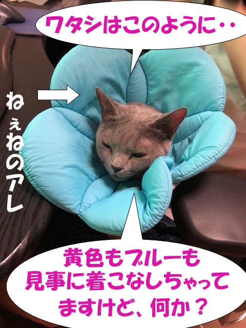 f:id:LoveRussianBlue:20201018233623j:plain