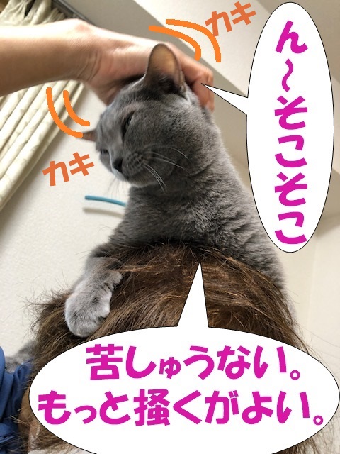 f:id:LoveRussianBlue:20201020215916j:plain