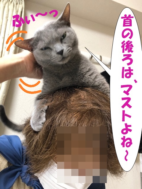 f:id:LoveRussianBlue:20201020220505j:plain