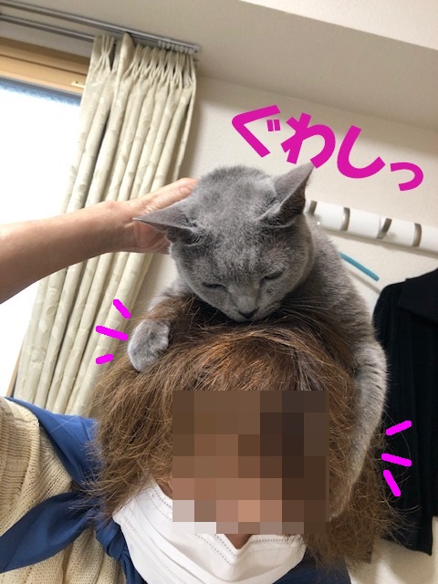f:id:LoveRussianBlue:20201020220830j:plain