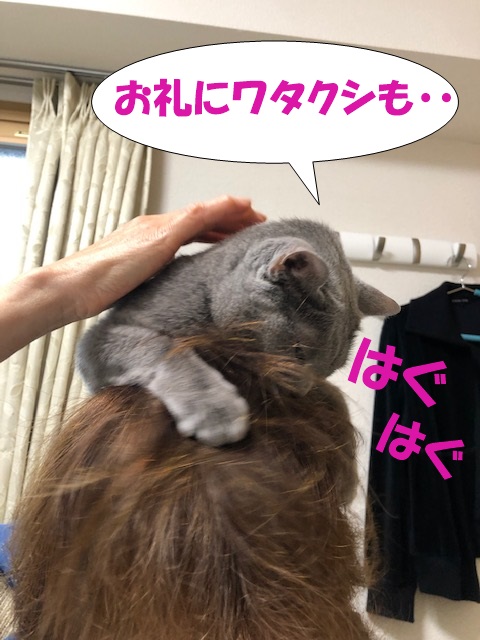 f:id:LoveRussianBlue:20201020221151j:plain