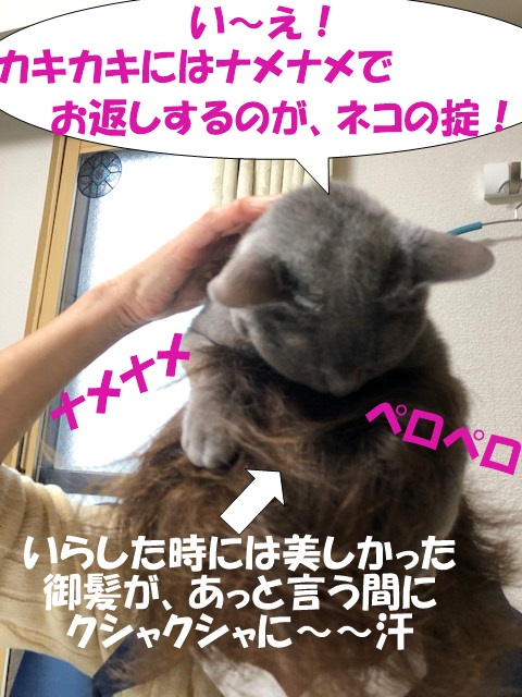 f:id:LoveRussianBlue:20201020222102j:plain