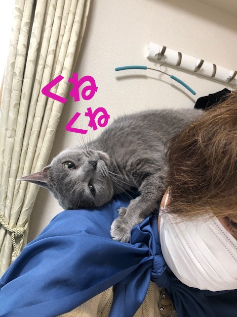f:id:LoveRussianBlue:20201020222935j:plain