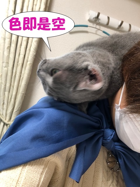 f:id:LoveRussianBlue:20201020223740j:plain