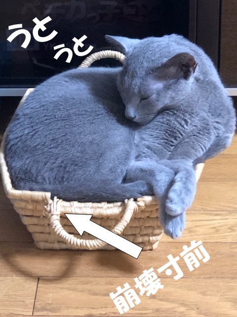 f:id:LoveRussianBlue:20201021200220j:plain
