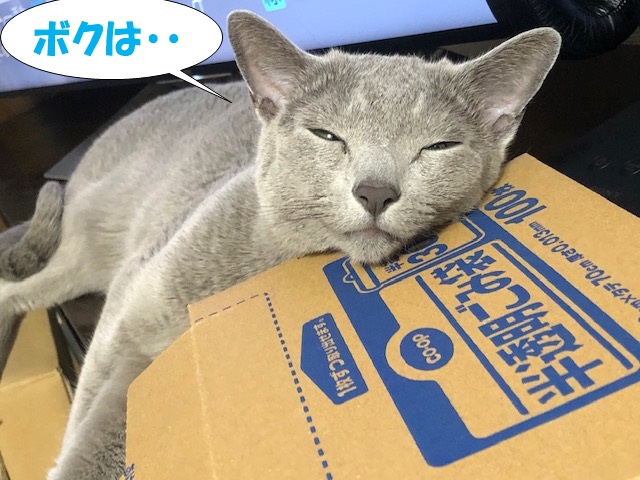 f:id:LoveRussianBlue:20201021200815j:plain