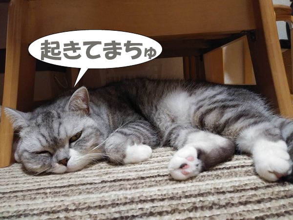 f:id:LoveRussianBlue:20201021235737j:plain