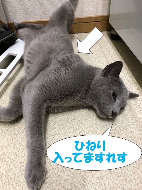 f:id:LoveRussianBlue:20201021235837j:plain