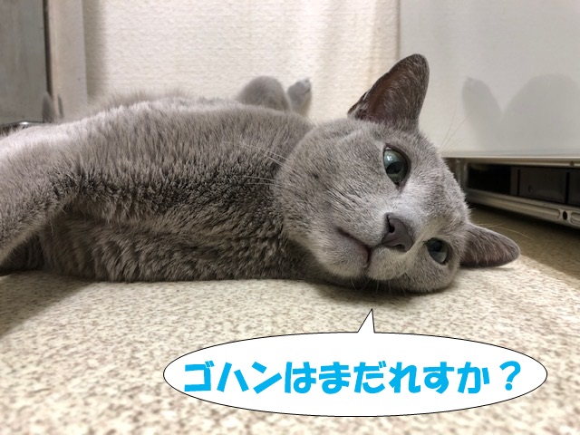 f:id:LoveRussianBlue:20201021235856j:plain