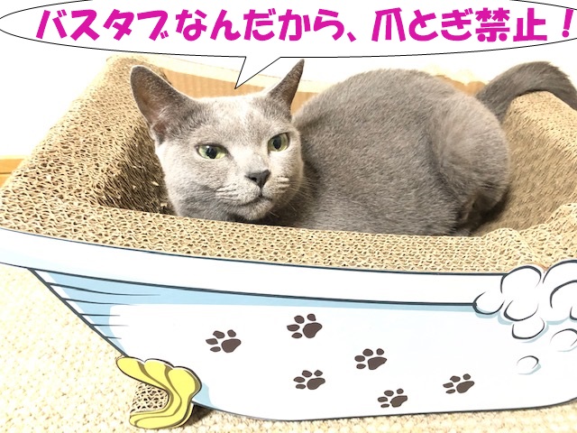 f:id:LoveRussianBlue:20201022220301j:plain