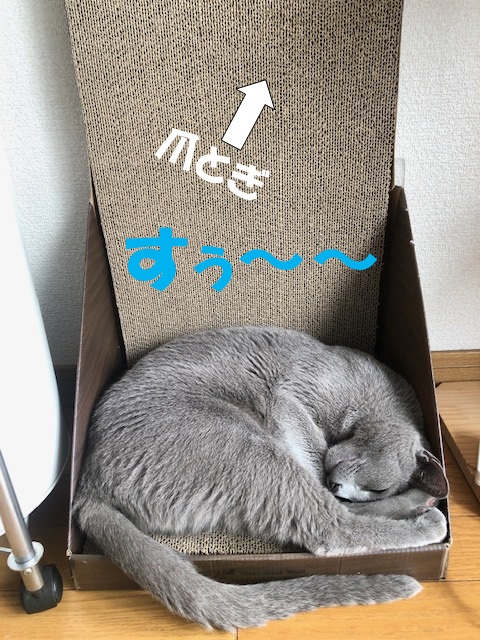 f:id:LoveRussianBlue:20201023020323j:plain