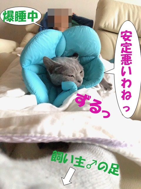 f:id:LoveRussianBlue:20201023021018j:plain