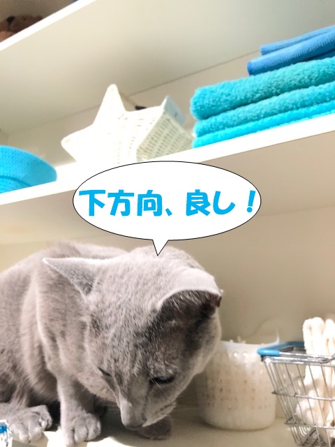 f:id:LoveRussianBlue:20201025151646j:plain