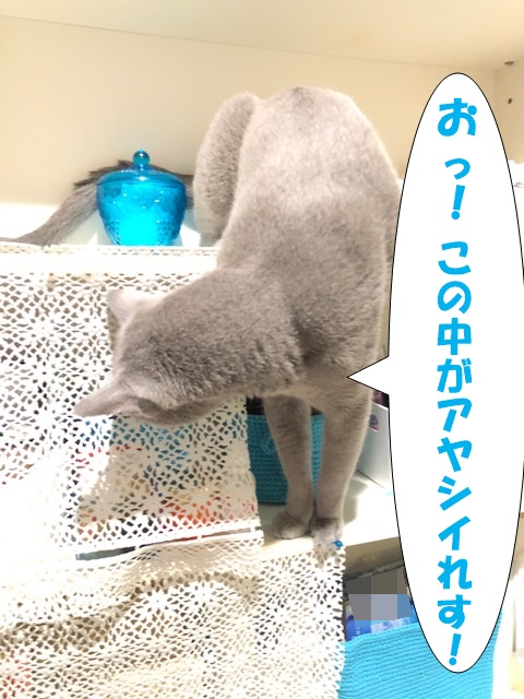 f:id:LoveRussianBlue:20201025151723j:plain