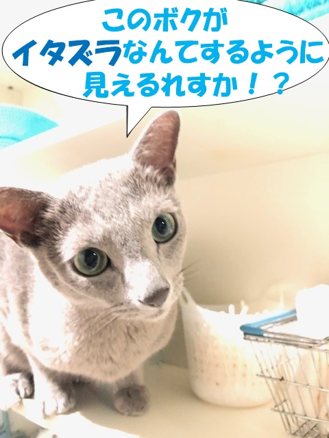 f:id:LoveRussianBlue:20201025152957j:plain