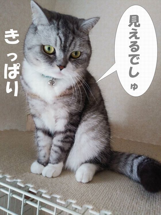 f:id:LoveRussianBlue:20201025153015j:plain