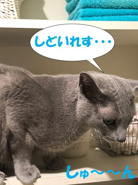 f:id:LoveRussianBlue:20201025153224j:plain