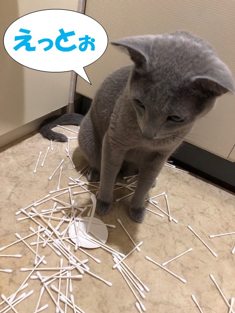f:id:LoveRussianBlue:20201025155011j:plain