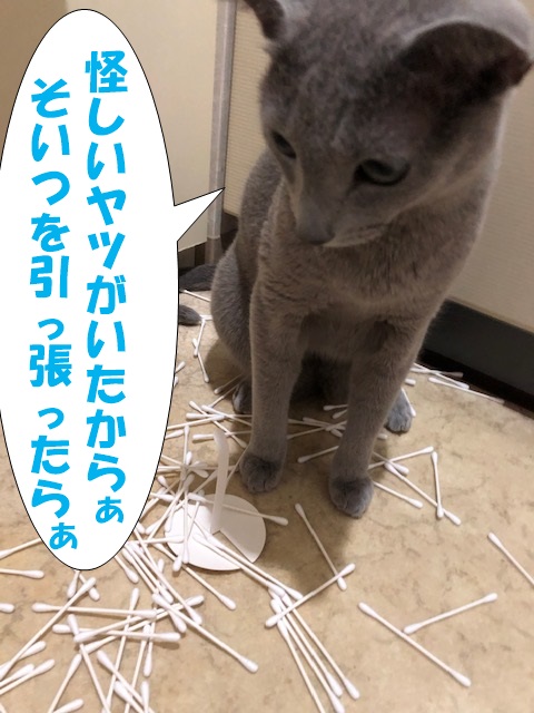 f:id:LoveRussianBlue:20201025155030j:plain