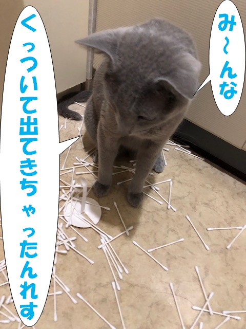 f:id:LoveRussianBlue:20201025155046j:plain