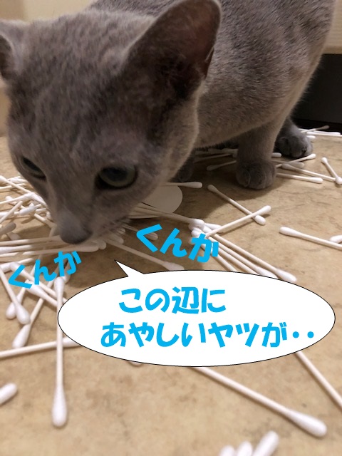 f:id:LoveRussianBlue:20201025155811j:plain