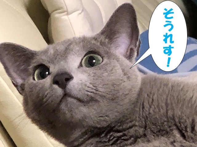 f:id:LoveRussianBlue:20201025161546j:plain